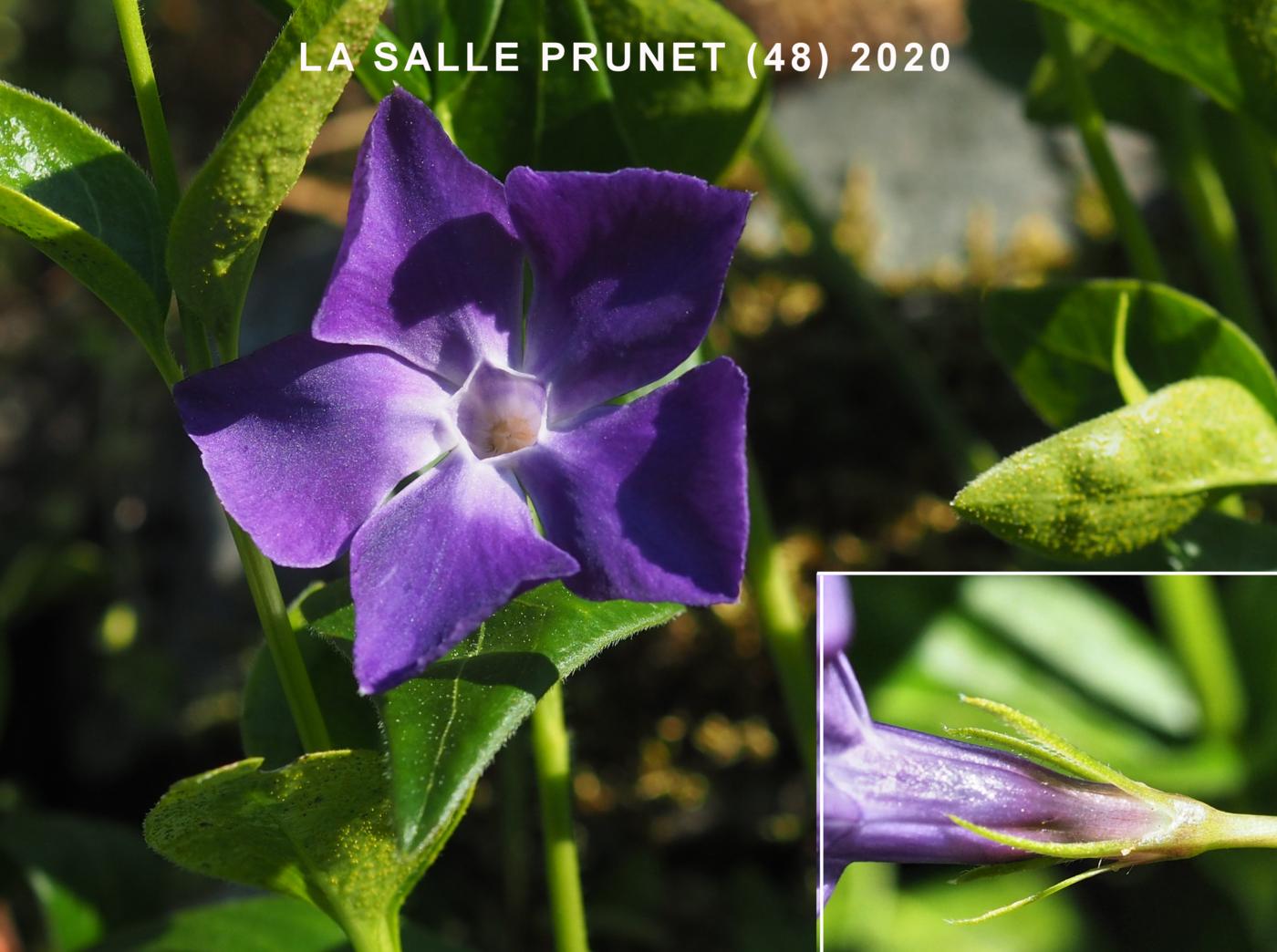 Periwinkle, Greater flower